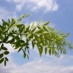 Sophora japonica Pubescens-creixement