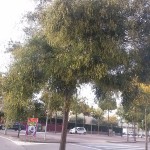 Sophora japonica-arbre adult tardor