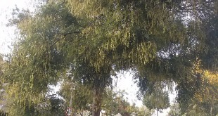 Sophora japonica-arbre adult tardor