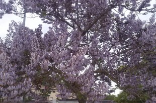 Paulownia tomentosa-arbre florit