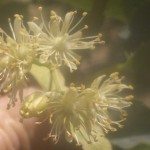 Tilia cordata Greenspire-flor