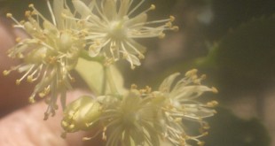 Tilia cordata Greenspire-flor