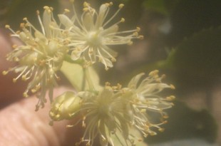 Tilia cordata Greenspire-flor