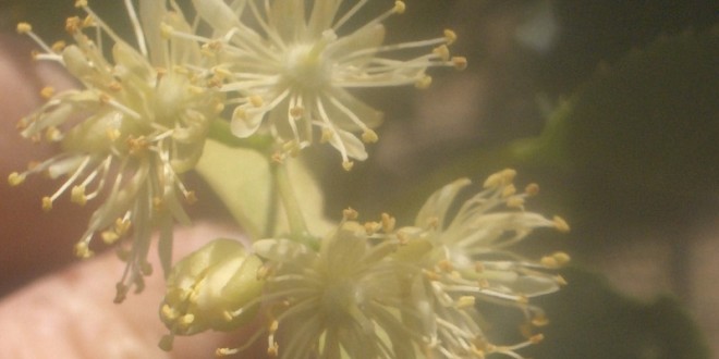 Tilia cordata Greenspire-flor