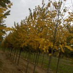 Tilia tomentosa-arbre tardor