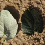 Tilia tomentosa-fulles