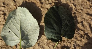 Tilia tomentosa-fulles