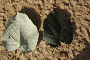 Tilia tomentosa-fulles