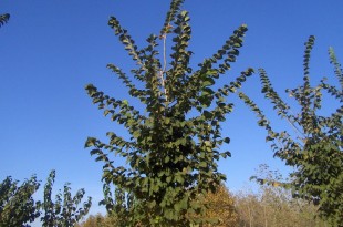 Ulmus lutece Nanguen-arbre tardor
