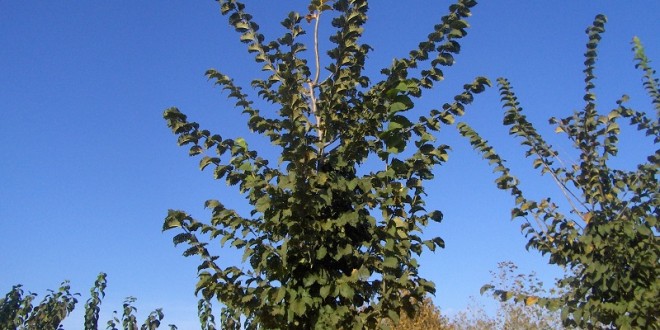 Ulmus lutece Nanguen-arbre tardor