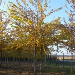 Ulmus resista Sapporo Gold-arbre tardor