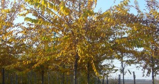 Ulmus resista Sapporo Gold-arbre tardor