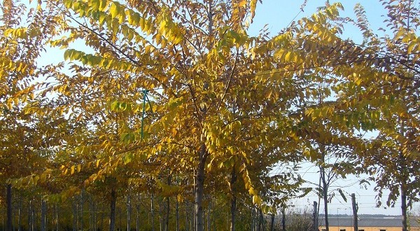 Ulmus resista Sapporo Gold-arbre tardor