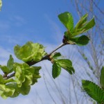 Ulmus resista Sapporo Gold-arbre tardor