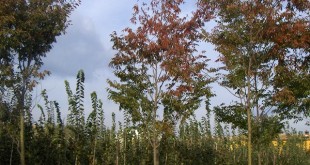 Zelkova serrata Green Vase-arbre tardor