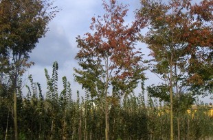 Zelkova serrata Green Vase-arbre tardor