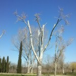 coronat-Populus Alba