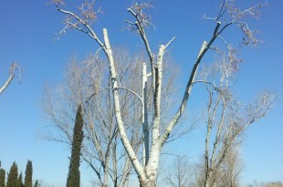 coronat-Populus Alba