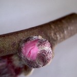 Prunus-persicae-estadi-C