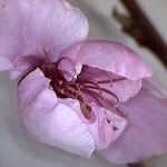 Prunus-persicae-estadi-E1