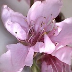 Prunus-persicae-estadi-F