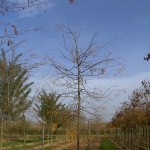 Format de fletxa, gleditsia sunburst