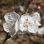 flor d'albercoquer