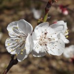 flor d'albercoquer