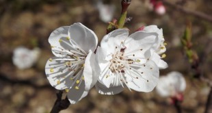 flor d'albercoquer