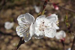 flor d'albercoquer