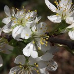 flor del pruner