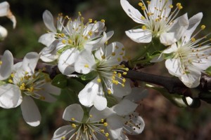 flor del pruner