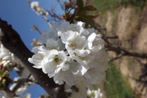 flor de cirerer