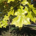 Fulla Quercus palurdis cloròtica